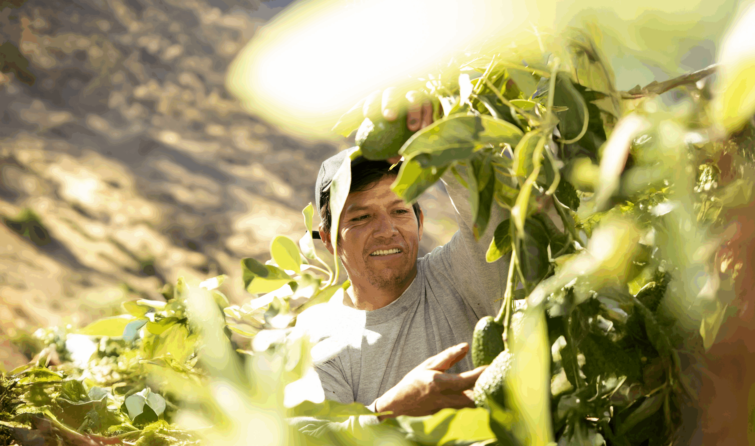 Más de 1800 familias campesinas mejoran su producción agrícola y ganadera gracias a proyecto agropecuario en Huancavelica